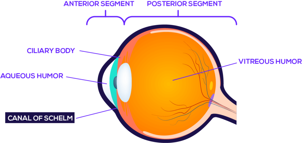 anterior segment and posterior segments of eye