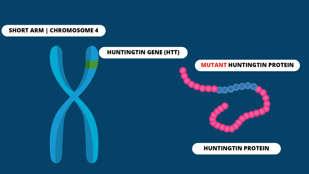 Huntington disease pathophysiology 