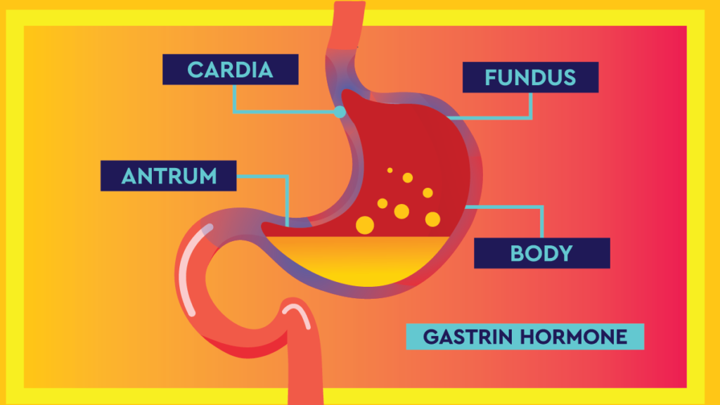 stomach anatomy