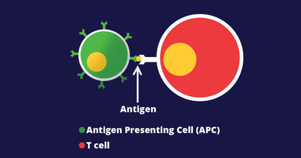 Interaction between Antigen Presenting Cell and T cells.