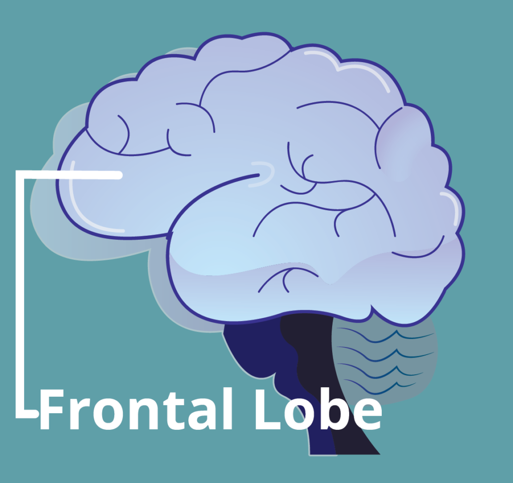 frontal lobe