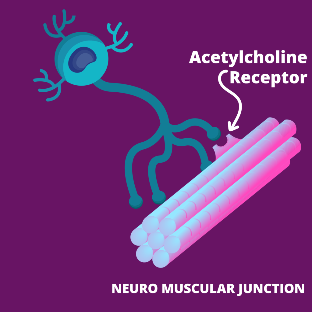 Neuromuscular Junction