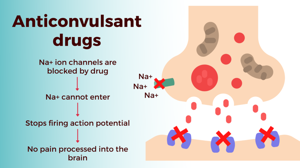 Mechanism of Action of Anticonvulsant Drugs explained through a flowchart and a simple diagram of a neuronal synapse