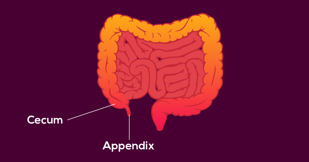 What is Appendix?